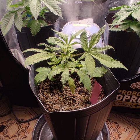 🔴 Auto Black Bird  growlog timeline photo