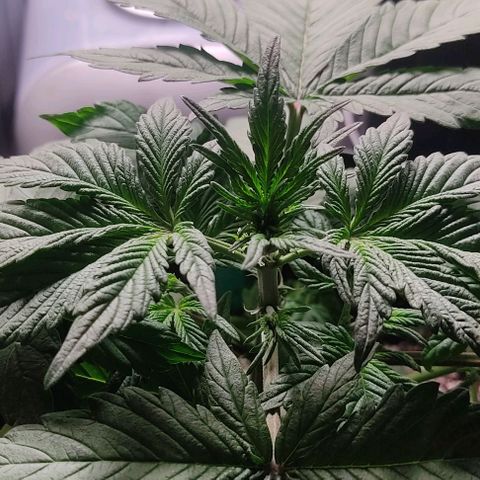 🟢 Auto Bloody fruit grape 🍇 growlog timeline photo
