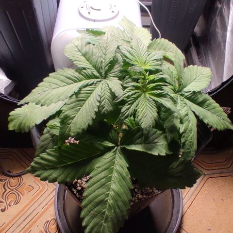 🔴 Auto Black Bird 2 growlog timeline photo