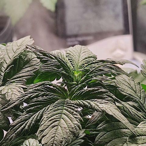 🔴 Auto Black Bird 2 growlog timeline photo
