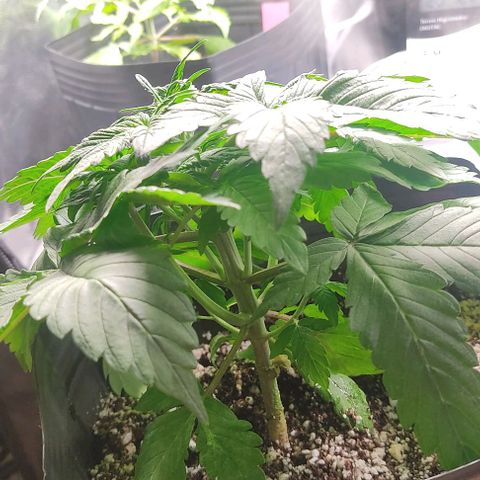 🔴 Auto Black Bird 2 growlog timeline photo