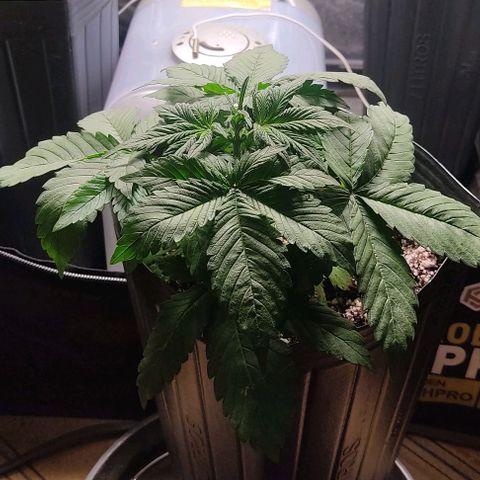 🔴 Auto Black Bird 2 growlog timeline photo