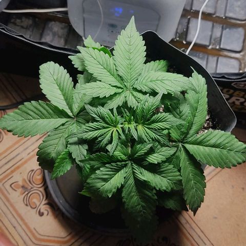 🔴 Auto Black Bird 2 growlog timeline photo
