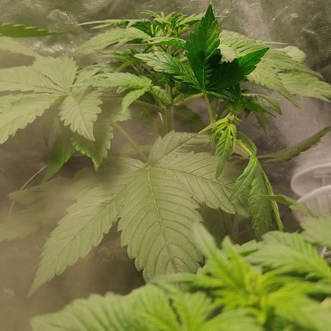 🔴 Auto Black Bird 2 growlog timeline photo