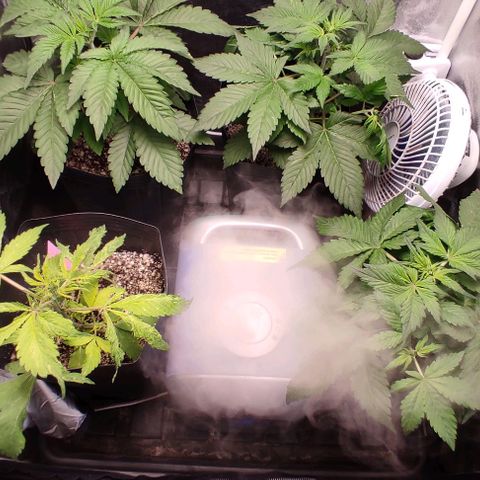 🔴 Auto Black Bird 2 growlog timeline photo