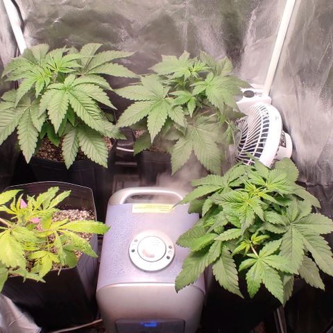 🔴 Auto Black Bird 2 growlog timeline photo