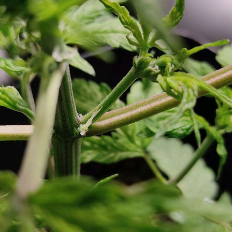 🔴 Auto Black Bird  growlog timeline photo