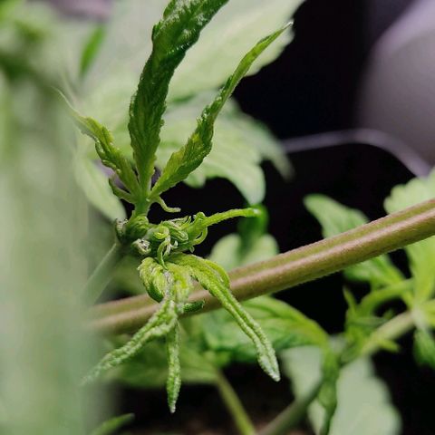 🔴 Auto Black Bird  growlog timeline photo