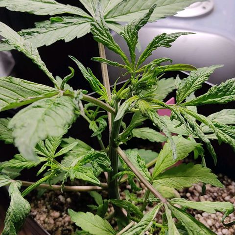 🔴 Auto Black Bird  growlog timeline photo
