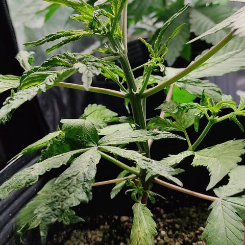 🔴 Auto Black Bird  growlog timeline photo
