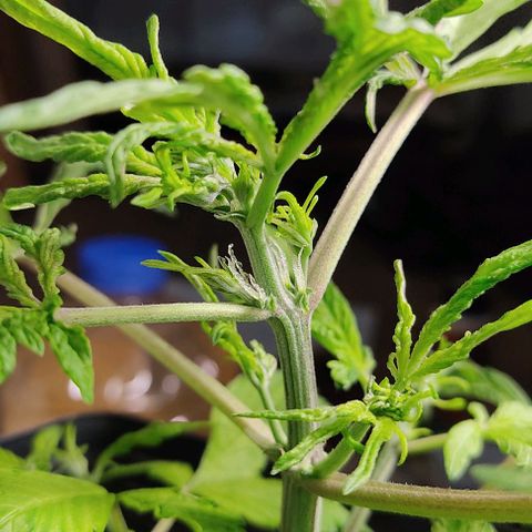 🔴 Auto Black Bird  growlog timeline photo