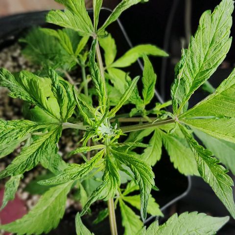 🔴 Auto Black Bird  growlog timeline photo