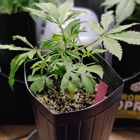 🔴 Auto Black Bird  growlog timeline photo