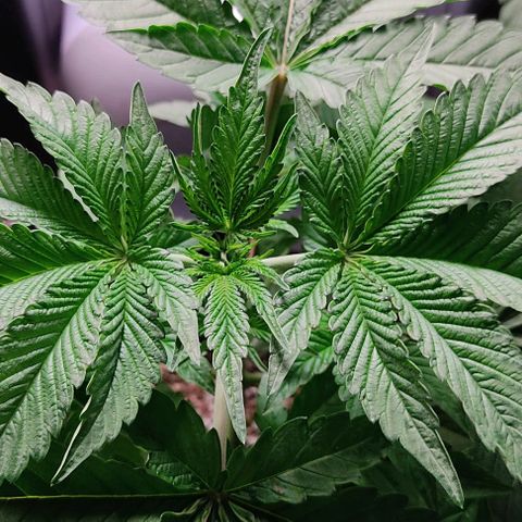 🔵 Foto Tropical Scout  growlog timeline photo