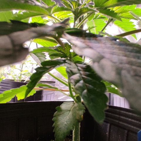 🔵 Foto Tropical Scout  growlog timeline photo