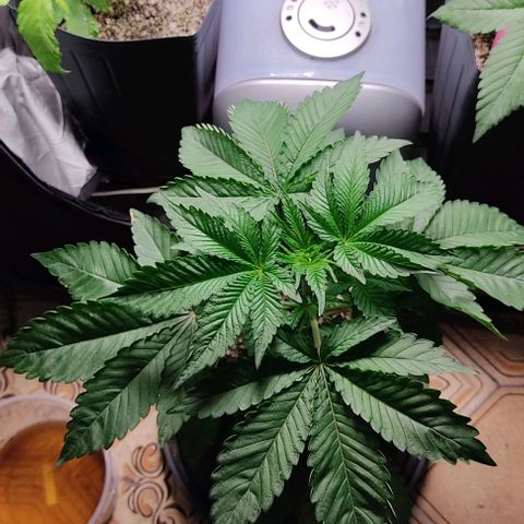 🔵 Foto Tropical Scout  growlog timeline photo
