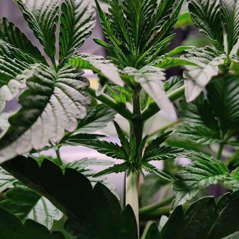 🔵 Foto Tropical Scout  growlog timeline photo