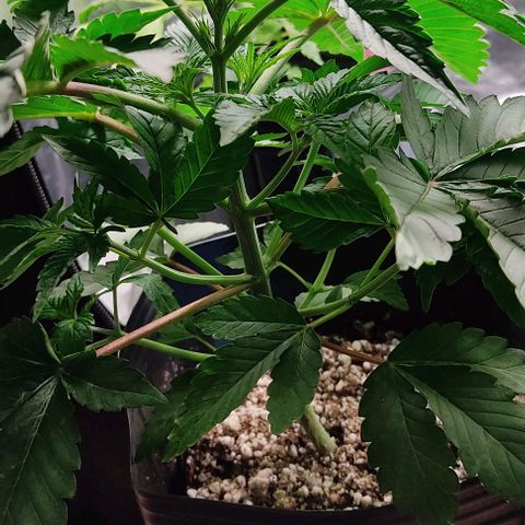 🔵 Foto Tropical Scout  growlog timeline photo