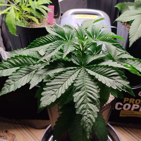 🔵 Foto Tropical Scout  growlog timeline photo