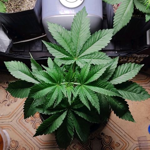 🔵 Foto Tropical Scout  growlog timeline photo