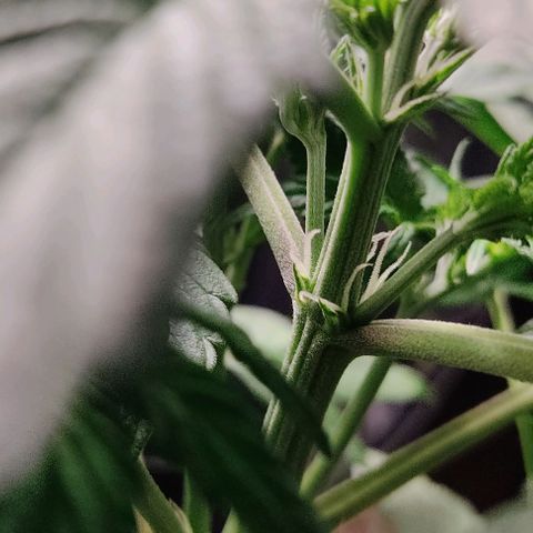 🟢 Auto Bloody fruit grape 🍇 growlog photo: Primeiros pistilhos ❤️🍑🌱