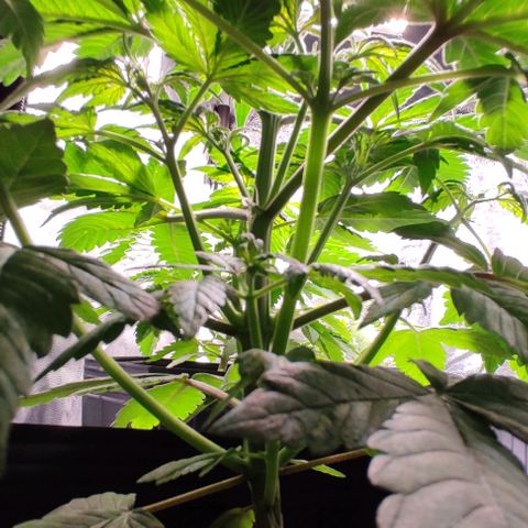 🟢 Auto Bloody fruit grape 🍇 growlog photo: Primeiros pistilhos ❤️🍑🌱