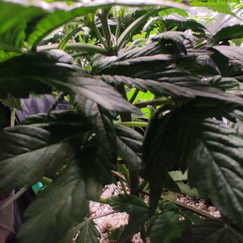 🟢 Auto Bloody fruit grape 🍇 growlog photo: Primeiros pistilhos ❤️🍑🌱
