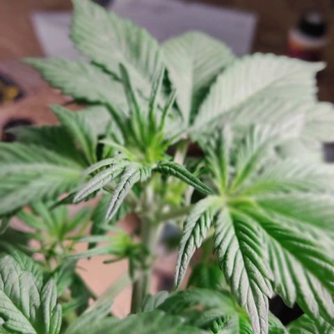 🟢 Auto Bloody fruit grape 🍇 growlog photo: Primeiros pistilhos ❤️🍑🌱