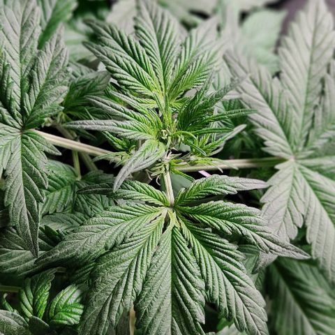 🟢 Auto Bloody fruit grape 🍇 growlog photo: Primeiros pistilhos ❤️🍑🌱