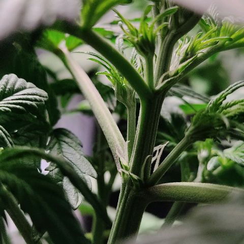 🟢 Auto Bloody fruit grape 🍇 growlog photo: Primeiros pistilhos ❤️🍑🌱