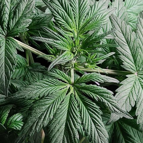 🟢 Auto Bloody fruit grape 🍇 growlog photo: Primeiros pistilhos ❤️🍑🌱