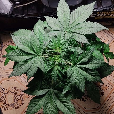 🟢 Auto Bloody fruit grape 🍇 growlog photo: Primeiros pistilhos ❤️🍑🌱