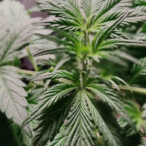 🟢 Auto Bloody fruit grape 🍇 growlog photo: Primeiros pistilhos ❤️🍑🌱