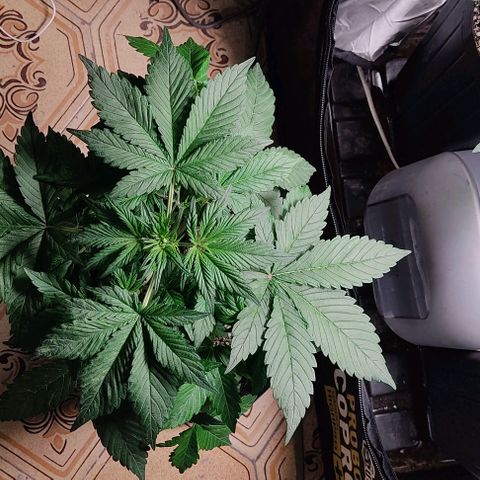 🟢 Auto Bloody fruit grape 🍇 growlog photo: Primeiros pistilhos ❤️🍑🌱