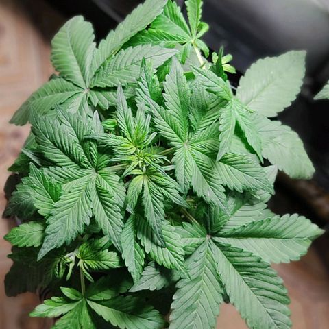 🔴 Auto Black Bird 2 growlog timeline photo