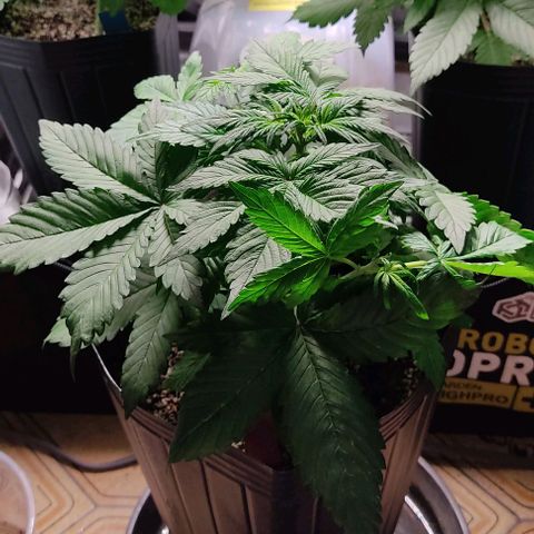 🔴 Auto Black Bird 2 growlog timeline photo
