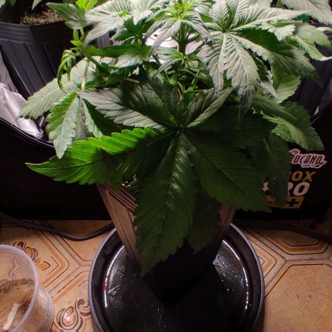 🔴 Auto Black Bird 2 growlog timeline photo