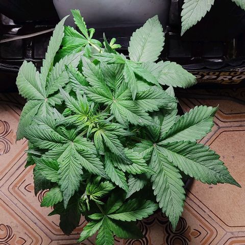 🔴 Auto Black Bird 2 growlog timeline photo