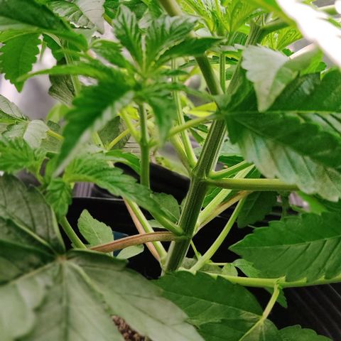 🔴 Auto Black Bird 2 growlog timeline photo
