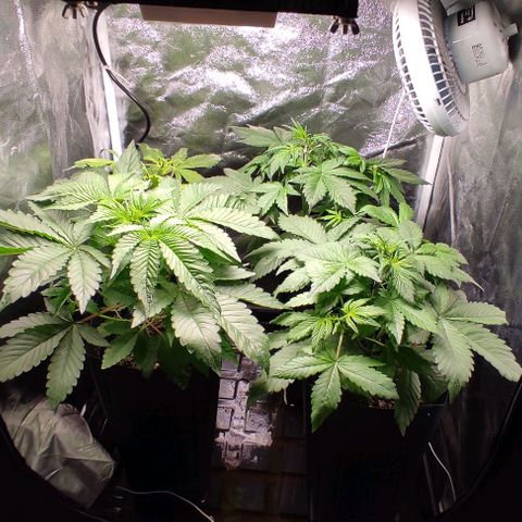 🔴 Auto Black Bird 2 growlog timeline photo