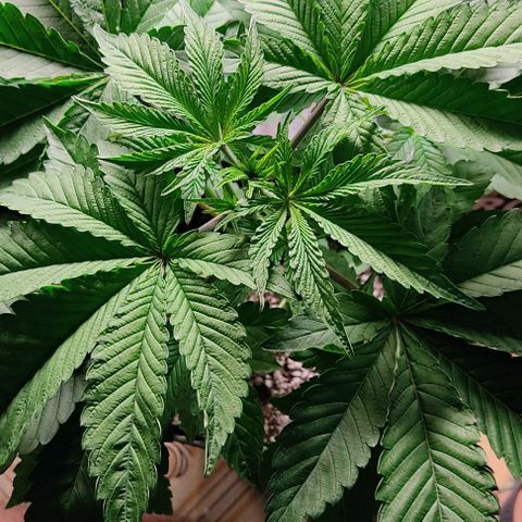 🔵 Foto Tropical Scout  growlog timeline photo