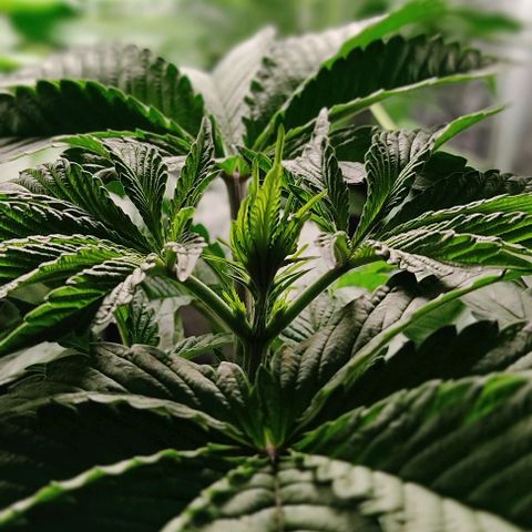 🔵 Foto Tropical Scout  growlog timeline photo