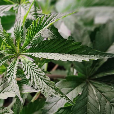 🔵 Foto Tropical Scout  growlog timeline photo