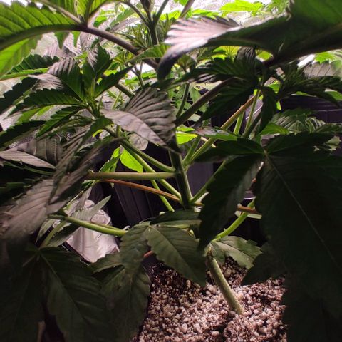 🔵 Foto Tropical Scout  growlog timeline photo