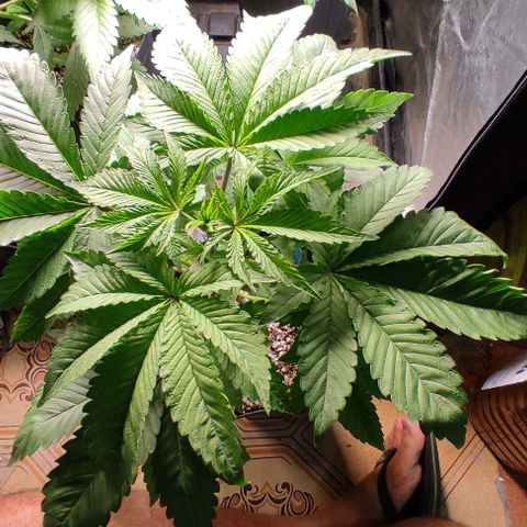 🔵 Foto Tropical Scout  growlog timeline photo