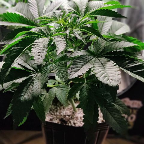 🔵 Foto Tropical Scout  growlog timeline photo