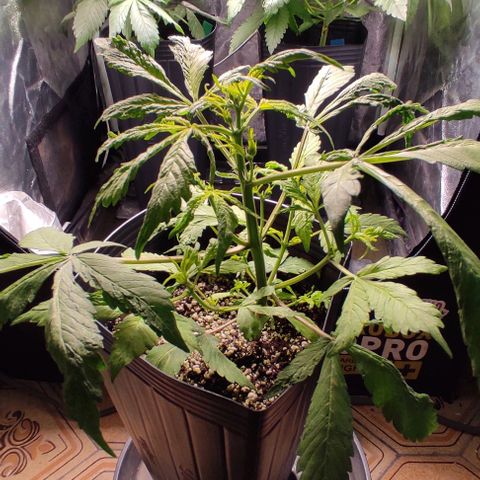 🔴 Auto Black Bird  growlog timeline photo