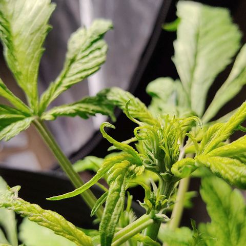 🔴 Auto Black Bird  growlog timeline photo