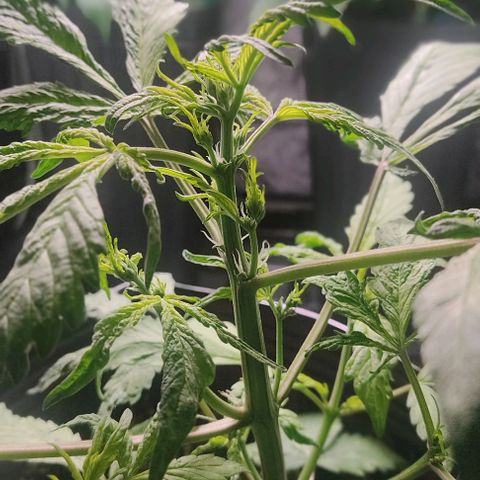 🔴 Auto Black Bird  growlog timeline photo
