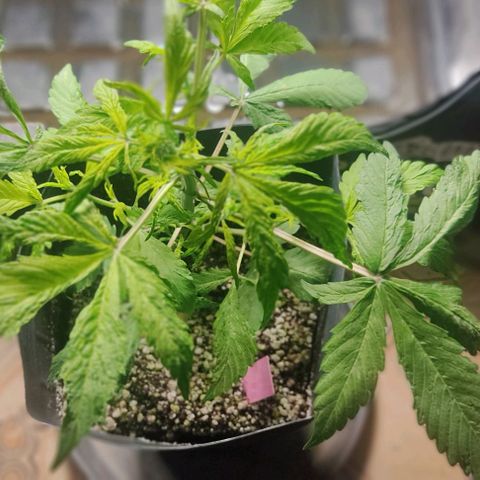 🔴 Auto Black Bird  growlog timeline photo